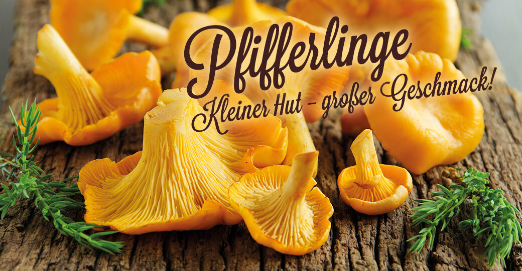 Pfifferlinge im Glashaus im Clarapark Pfifferlinge im Glashaus im Clarapark